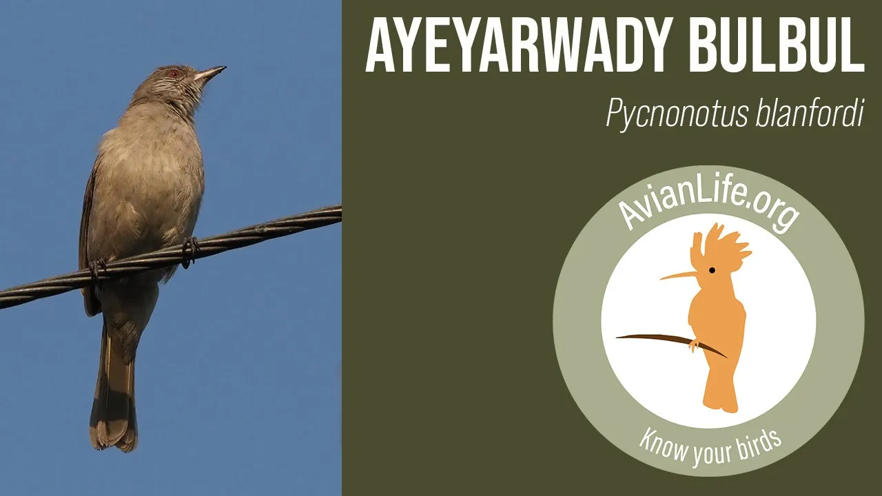 Ayeyarwady Bulbul in Myanmar - Pycnonotus blanfordi