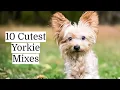 Yorkie Mixes Top 10 Cutest