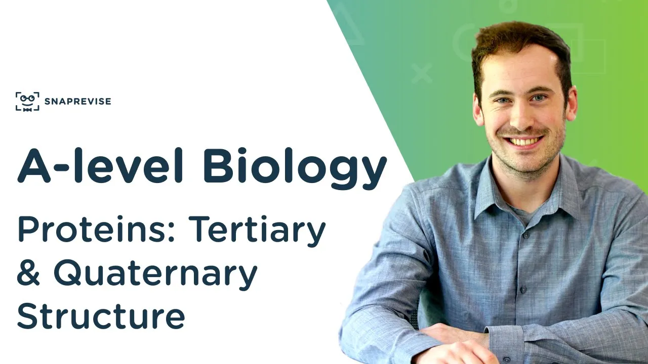 Proteins: Tertiary and Quaternary Structure | A-level Biology | OCR, AQA, Edexcel