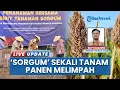 Download Lagu Sekali Tanam Panen Berkali-kali, 2 Hektare Lahan di Plumbon Cirebon Ditanami Sorgum