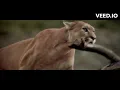 Dash Berlin - Never Cry Again (When you come home to me) Vs Wild life and Funny cartoon