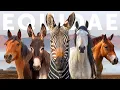 All 9 Equid Species 9 Beautiful Wild Horses