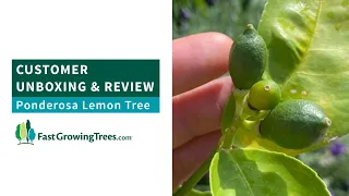 Customer Unboxing and review of Ponderosa Lemon Tree