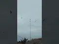 suara panggil burung walet asli dari alam