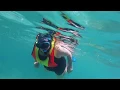Memorial Day Weekend Snorkeling Reef 7 Coral Cove Jupiter FL Day 4