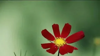 الشيخ خالد الراشد محاضرة بعنوان قوافل العائدات كاملة 