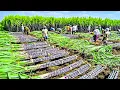 Download Lagu Growing and Harvesting Billions Tons of Sugarcane to make Sugar - Sugar Processing Line in Factory