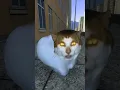 Download Lagu Tubbies \u0026 Uiauia Cat: A Purr-fect Playdate!🤣😜🤪🙄