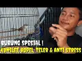Download Lagu KOLEKSI SPESIAL ! BURUNG2 KONSLET, TELER NONSTOP, ROPEL DAN ANTI STRESS