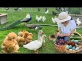Download Lagu My Peaceful Organic Sanctuary. Finding Joy in Nature 🌿 Gardens, Poultry, Harvest \u0026 Farm-fresh Meals