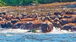 Crocodile Goes After 100s of Buffaloes and Gets Trampled