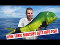 How Toxic Mercury Gets Into Fish