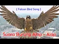 Download Lagu Suara melengking burung alap alap (falcon bird song)