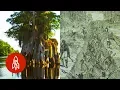 Inside the Historic Swamp Refuge for African-American Slaves