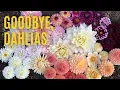 Download Lagu Mijn Dahlia-afscheidstournee 😭 | Backyard Reno (afl. 4)