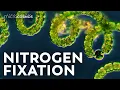 Getting to the Root of Nitrogen Fixation