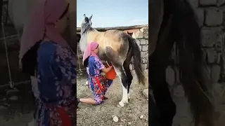 Mating Girl Withe Horse Shortest Shortest  Mating Girl Withe Horse Shortest Shortest