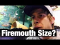 Full Grown Firemouth Cichlid Growth Rate