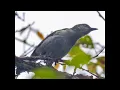 Download Lagu Berrypeckers \u0026 Longbills, Stitchbird
