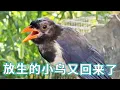 Download Lagu 放生大半个月的小鸟又找回来了！面貌焕然一新野化进程还是很顺利的，对人的提防心很重拿面包虫都诱惑不了它！【天下一场梦】