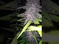 White Widow