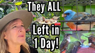 Download Making a Bird Garden for Wildlife Hummingbirds Song Birds in Small Space Gardening Creative Feeders MP3