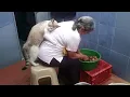 Download Lagu Cats Love Their Owner On A Different Level But It's Real Love