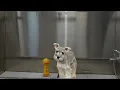 HUGE Channel Announcement While Grooming A Tiny Miniature Schnauzer Puppy