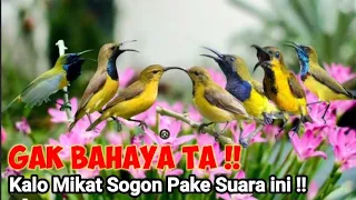 Download Suara Pikat Sogon Paling Berbahaya Sepanjang Masa MP3