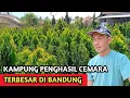Download Lagu Kampung Penghasil Pohon Cemara Terbesar Dan Terlengkap Di Bandung