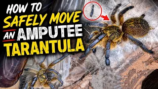 HOW TO SAFELY MOVE an AMPUTEE TARANTULA!! ..............or
