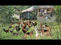Download Lagu Er verscheen een roedel honden in de tuin die de kippen aanvielen. Diep verkocht varkens om de ko...