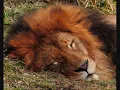 Download Lagu The lion sleeps tonight Long-Version 10 hours