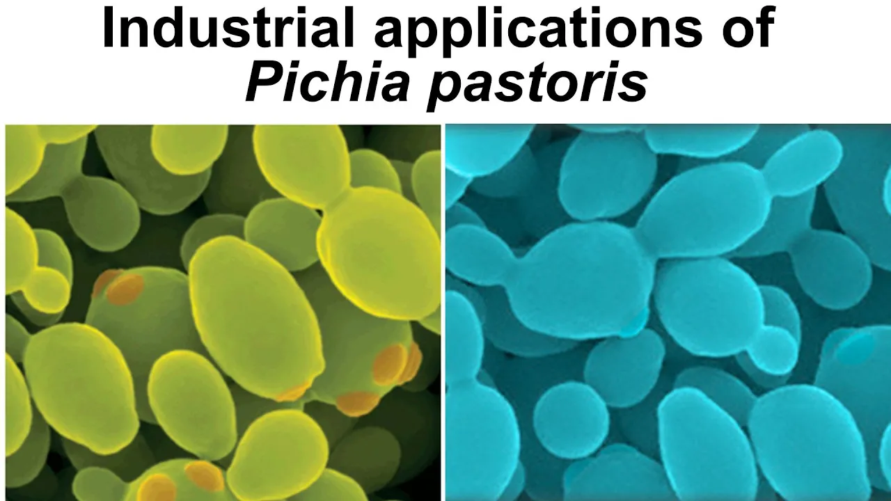 Pichia Pastoris: Biotech's Breakthrough Yeast, Pichia pastoris in Industrial Biotechnology