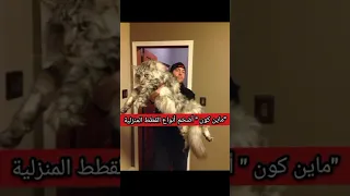  ماين كون   أضخم أنواع القطط المنزلية على الرغم من حجمه الضخم لكنه مسالم جدا         دندنها