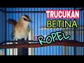 Download Lagu suara Trucukan betina Ropel birahi