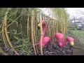 The Original Pink Flamingos By Cado Lawn Art