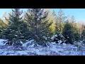 Pennsylvania Bear Season 2022 - Day 3