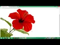 JavaScript Tutorial Introduction Practicals PART-7 BY BINESHA 7