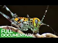 Download Lagu Tiny Titans - The Fascinating World of Insects | Free Documentary Nature