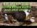 Poksay Jambul Satu jam Kicau Burung Poksay Gacor Buat Audio Pikat Untuk Semua Jenis Poksay