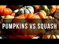 Pumpkins vs Squash Can You Spot the Difference