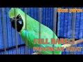 Download Lagu BWI FULL BEBECI || MASTERAN CUCAK IJO BANYUWANGI ASLI ALAS PURWO