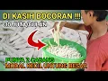 Lagu DI KASIH BOCORAN OMSET 30 JUTA|| CUMA MODAL TELA + TEPUNG TERIGU SAJA