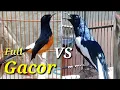 Download Lagu Suara Murai Batu Vs Kacer Super Gacor Cocok Untuk Isian.