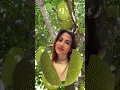 Download Lagu Jackfruit / Langka #shortsvideo #viral #satisfyingsounds