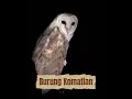 Lagu burung dares