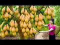 Download Lagu Amazing! Harvesting Giant Sweet Wild Pears \u0026 Making Colorful Mochi Cakes | Authentic Village Recipe