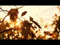 Download Lagu Time Machine (Autumn)