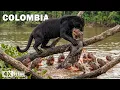 COLOMBIA Hidden Predators in the Wildest Jungle Nature Animal Documentary